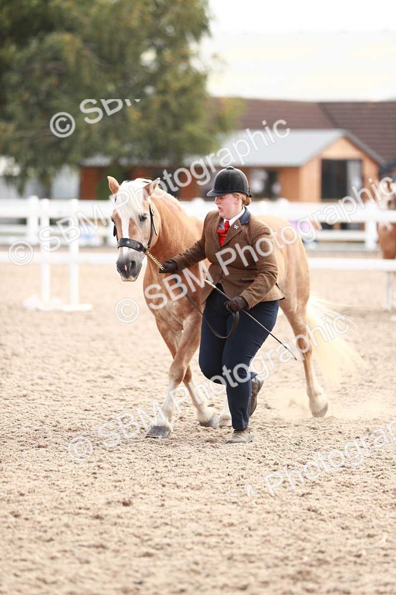 SBM_11870 - Class 206 IH Non Show Type Pony