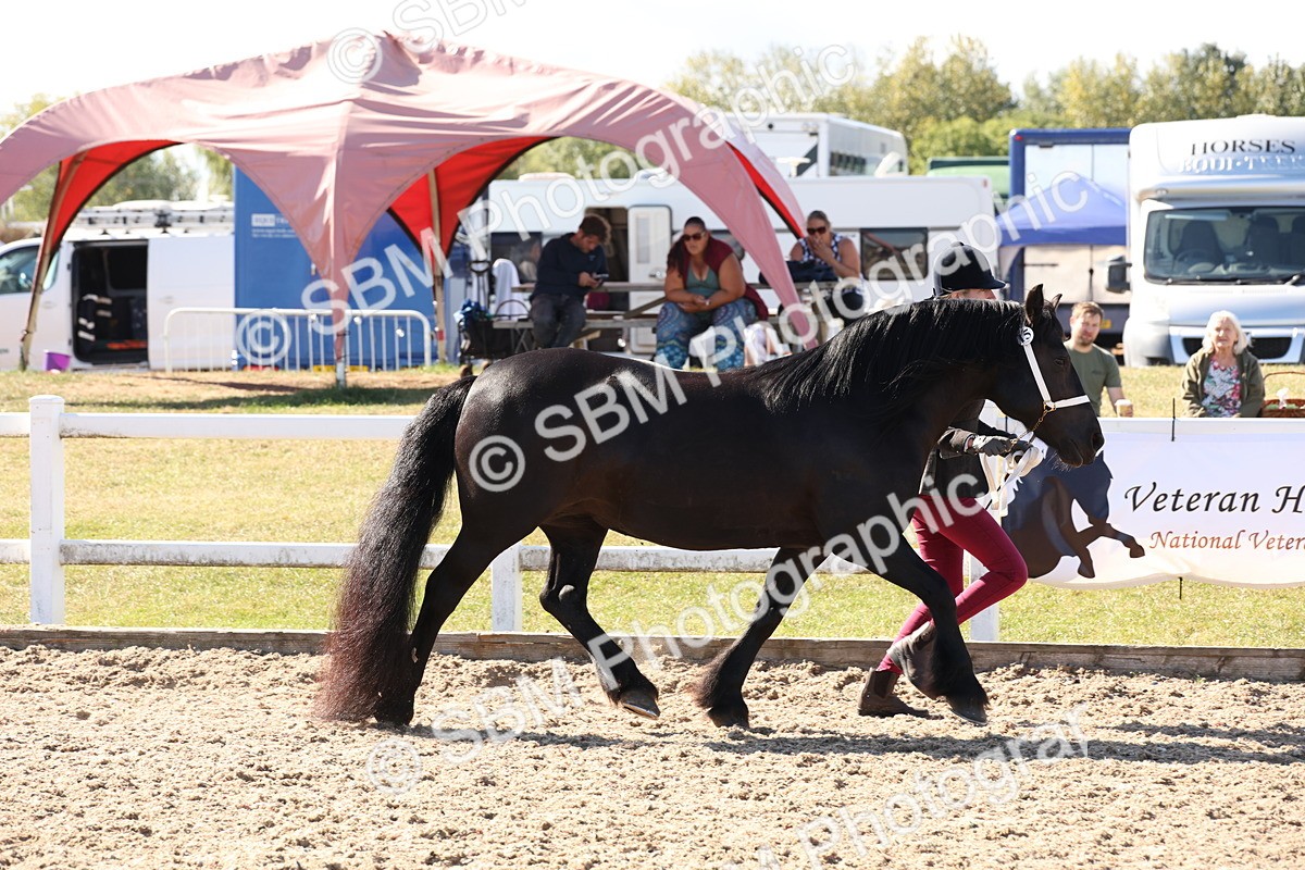 SBM_13902 - Class 205 - IH Show Pony - Show Hunter Pony