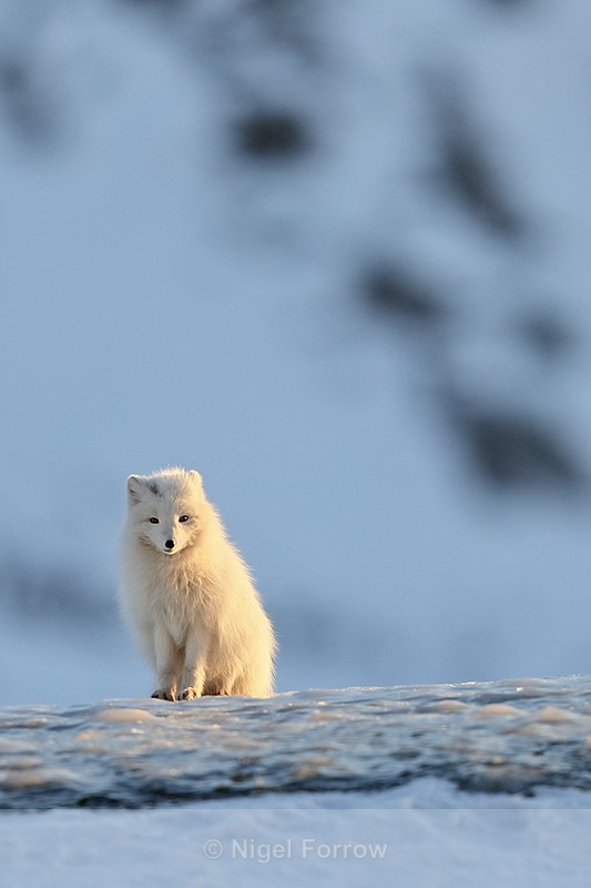 Arctic Fox sitting on ice, Svalbard, Norway - Arctic Fox