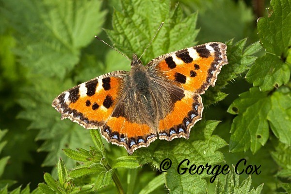 Small Tortoiseshell at Hardwick Hall
