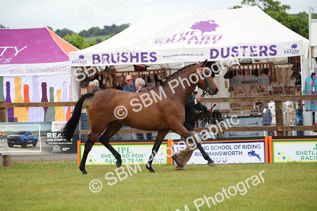 SBM_00126 - Class 17-20 - Arab & Part Bred - Anglo Arab In Hand