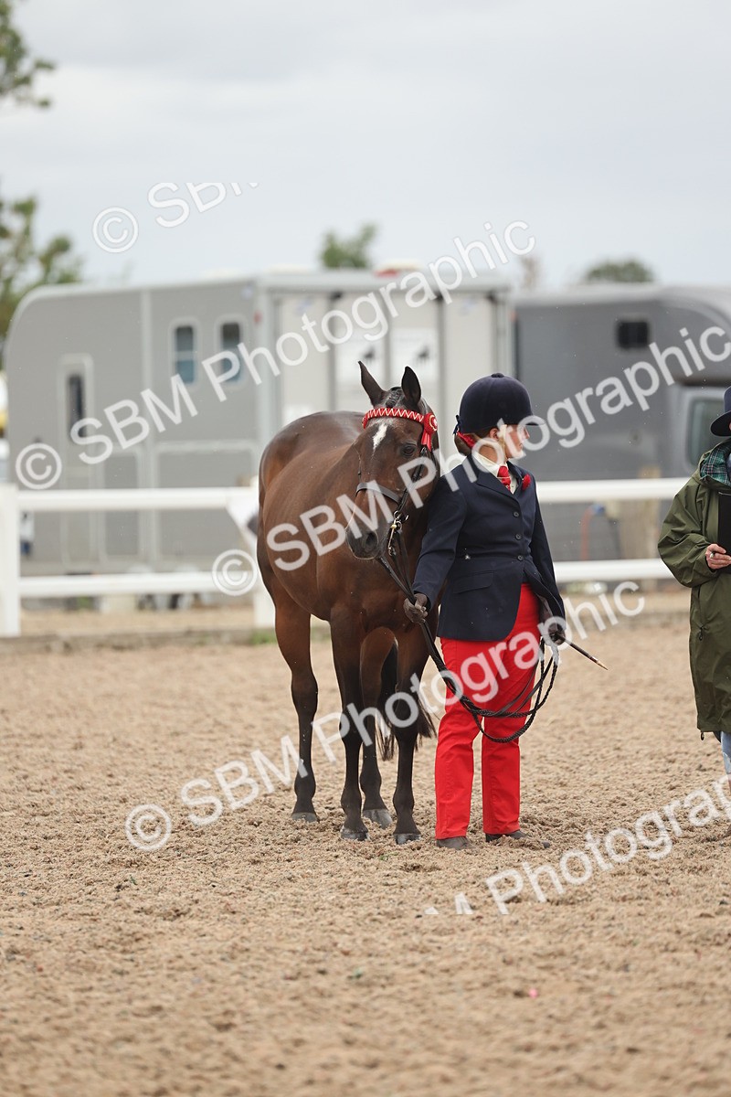 SBM_19336 - Class 317 - IH Pure Bred Horse-Pony