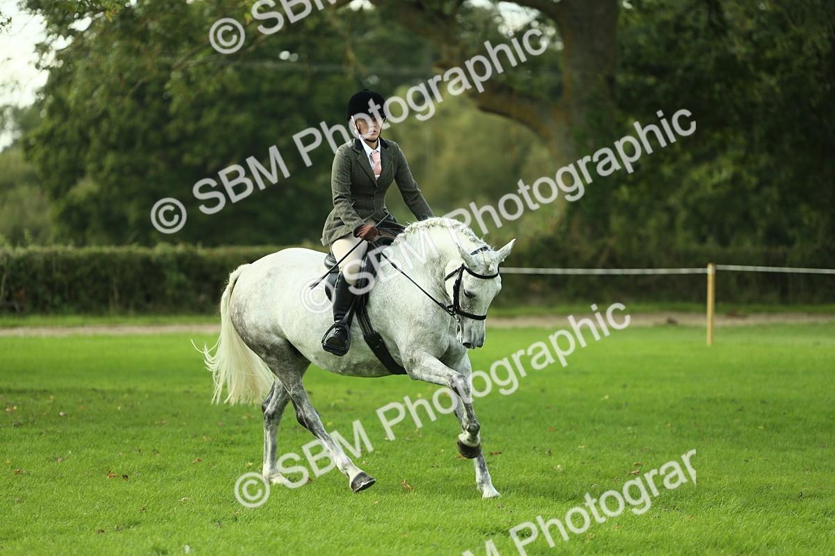 SBM_50685 - S33 - Working Hunter & Working Show Horse
