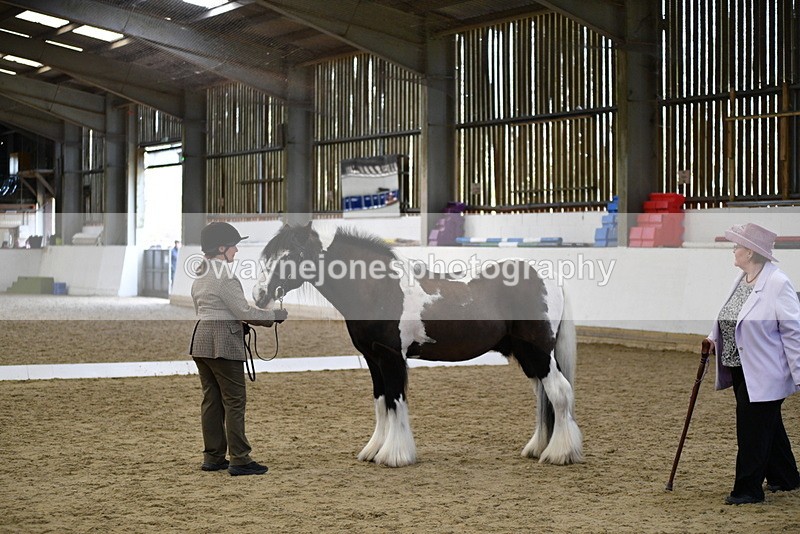 WJ5_5014 - Class 7 In hand coloured / odd coloured