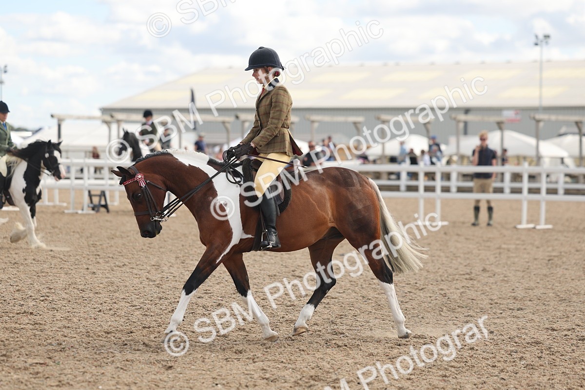 SBM_14658 - Class 307 - Ridden Coloured Pony