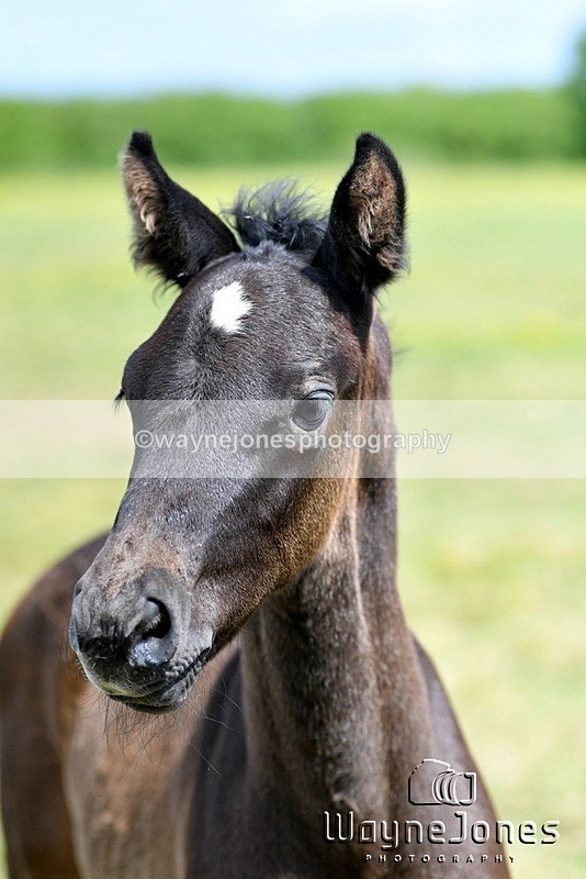 WJ5_4423 - Lyford Stud - Foals 01-06-25