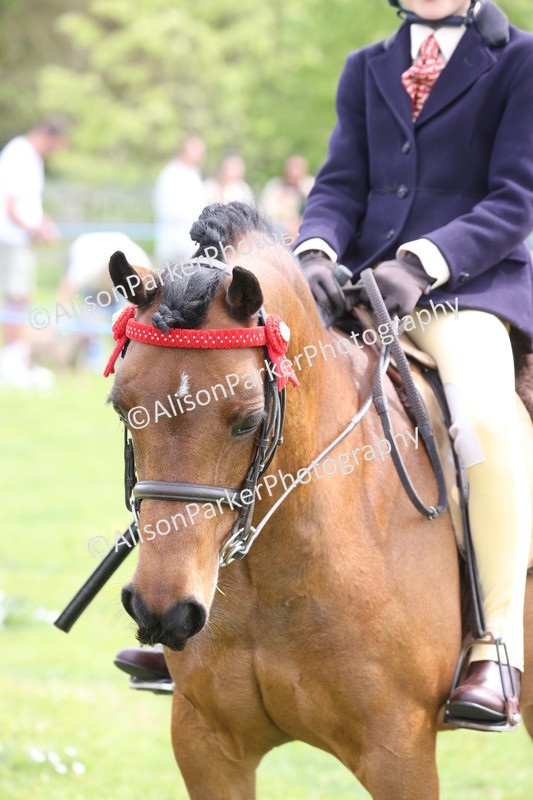 20260426-3061 - Class 33 - Best Pony 14.2hh and Under