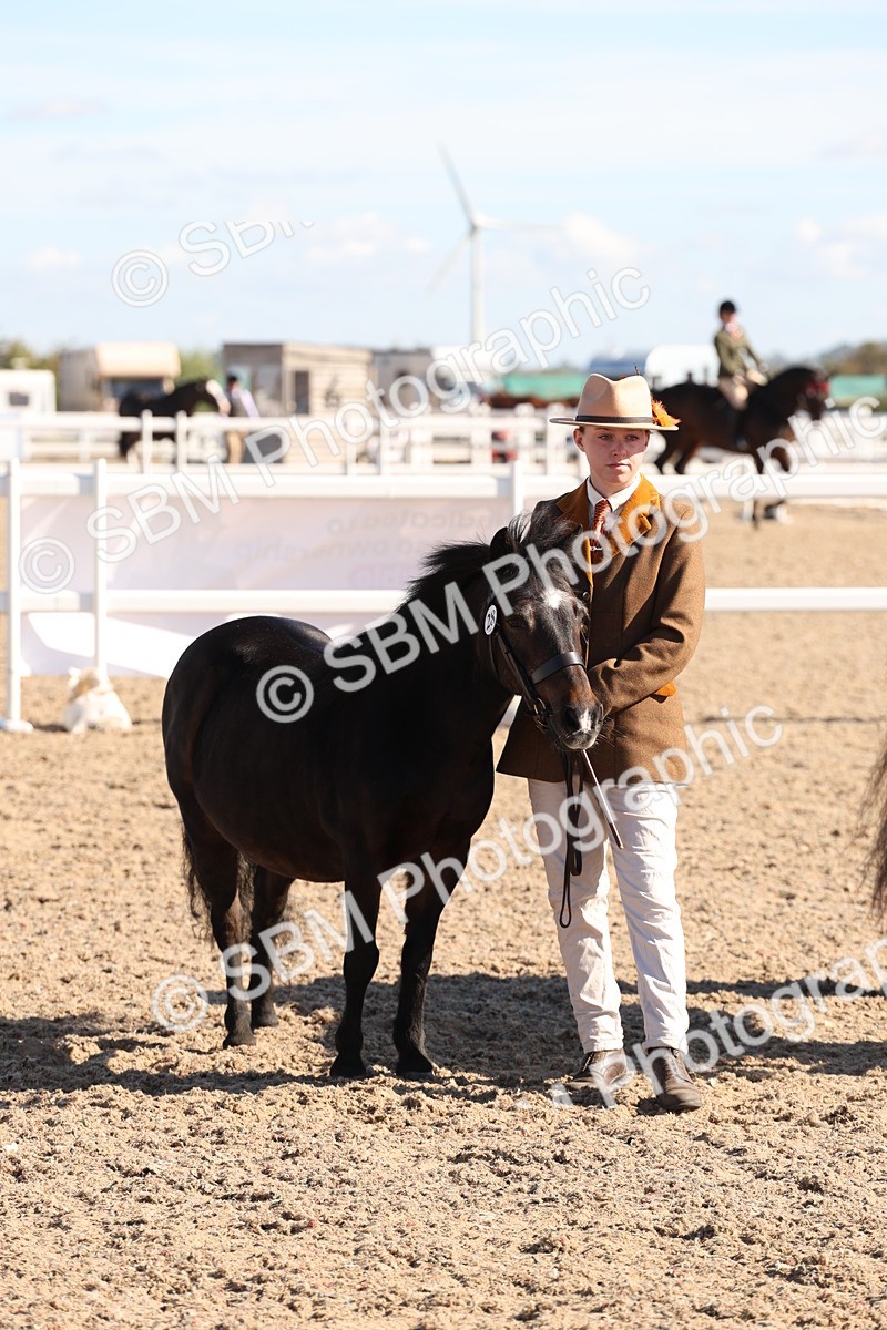 SBM_12915 - Class 206 - IH Non Show Type Pony