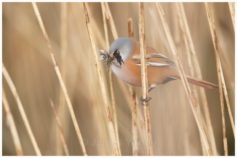 Panurus biarmicus - What a Mouthful - Latest Work