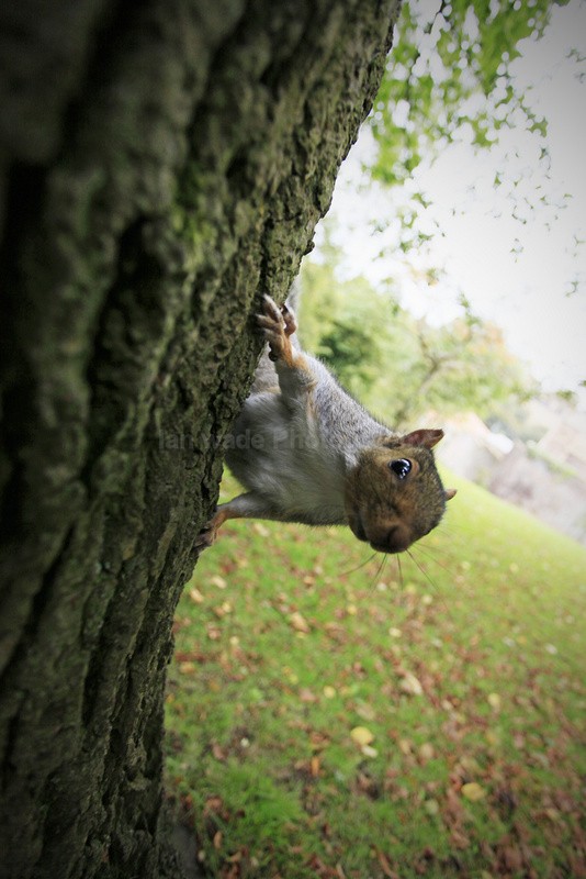  - Wildlife, Mammal Photography, Great Britain