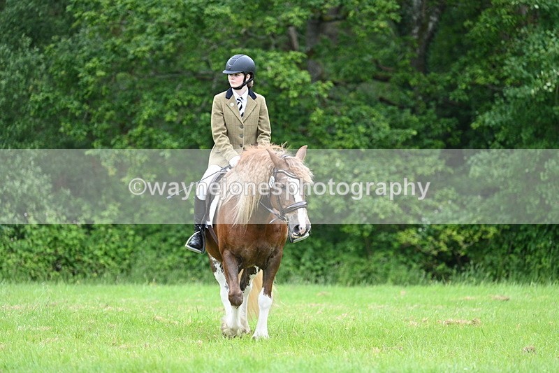 WJ7_4369 - Class 14B Prettiest Mare