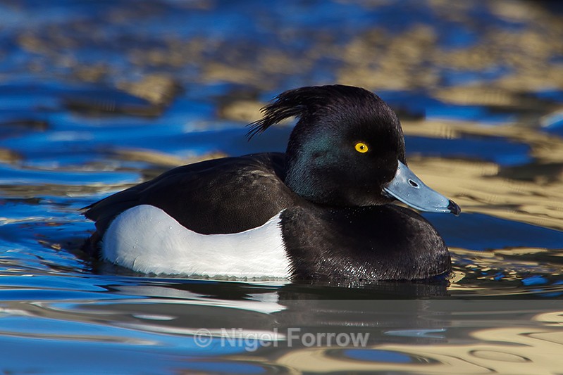 Tufted Duck (male) - Tufted Duck