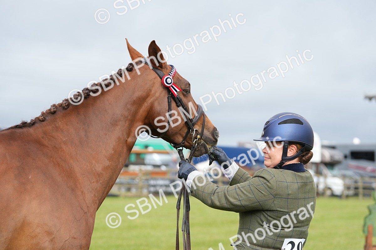 SBM_10630 - Class 97-98 - LIHS BSHA Rising Star Working Show Horse Hunter