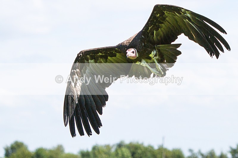 20140705-_MG_6210 - Captive Birds