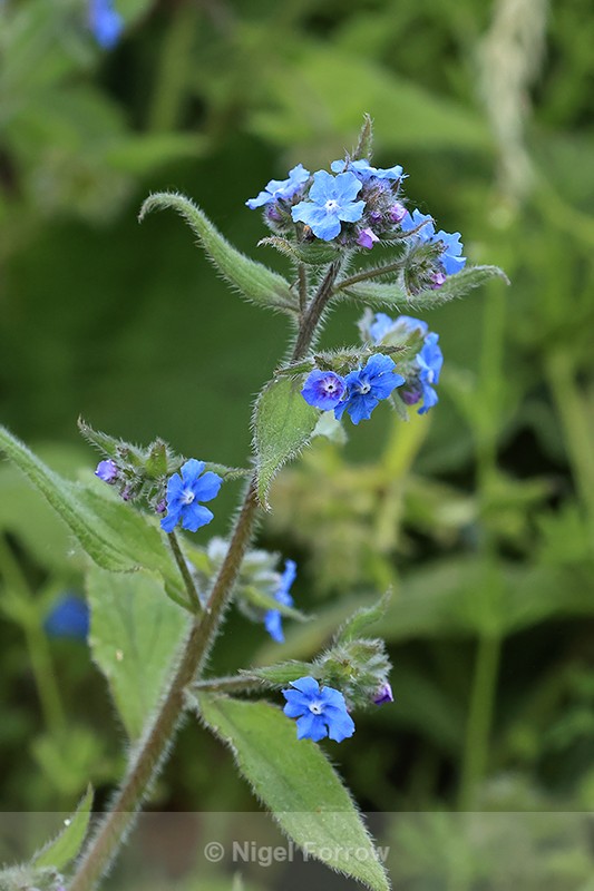 Green Alkanet (Pentaglottis sempervirens), Oxfordshire, England - PLANTS