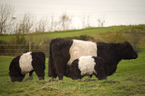 5 - Belted Galloway Cattle