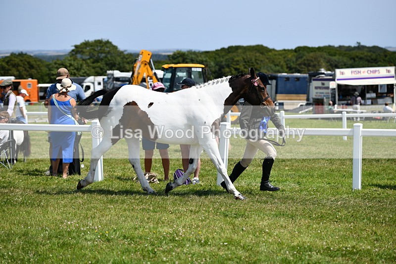 DSC_7894 - Coloured Horse In Hand Championship