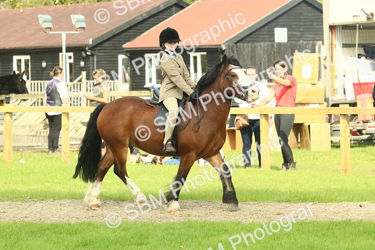 SBM_69017 - S58 - Mini Show Cob Ridden