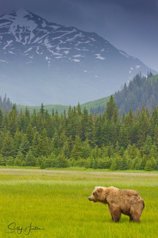 Bear in Field - Landscapes