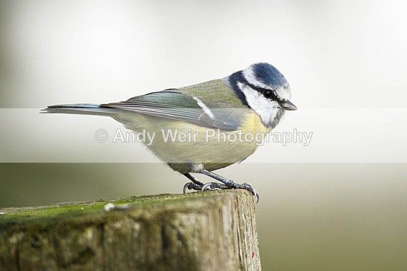 20121013-_MG_0841 - Blue Tit