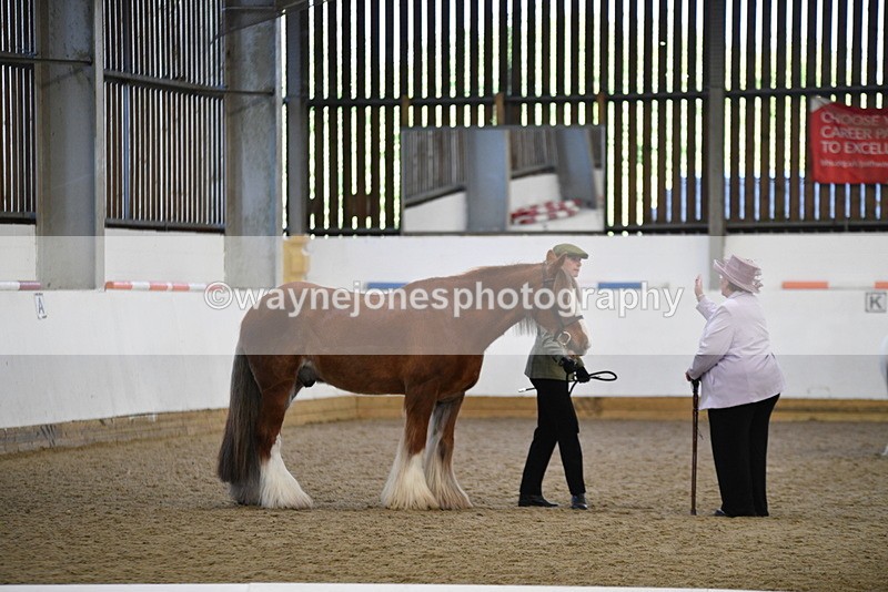 WJ5_5377 - Class 8 In hand cob