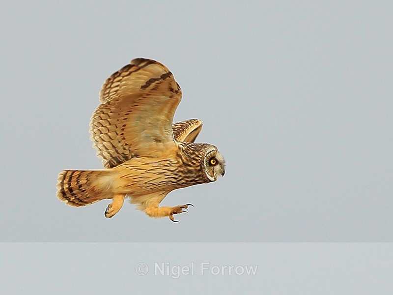 Short-eared Owl showing talons, Hawling, Gloucestershire - Short-eared Owl