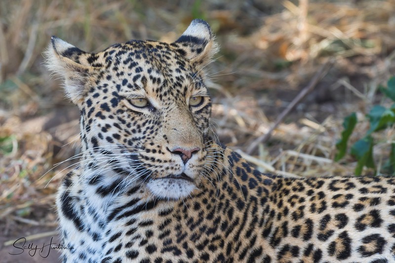 Leopard Youngster 2