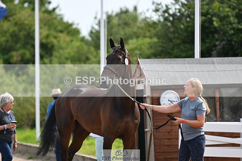 240717A-161516-03383 - Trot Up 4pm to 5pm