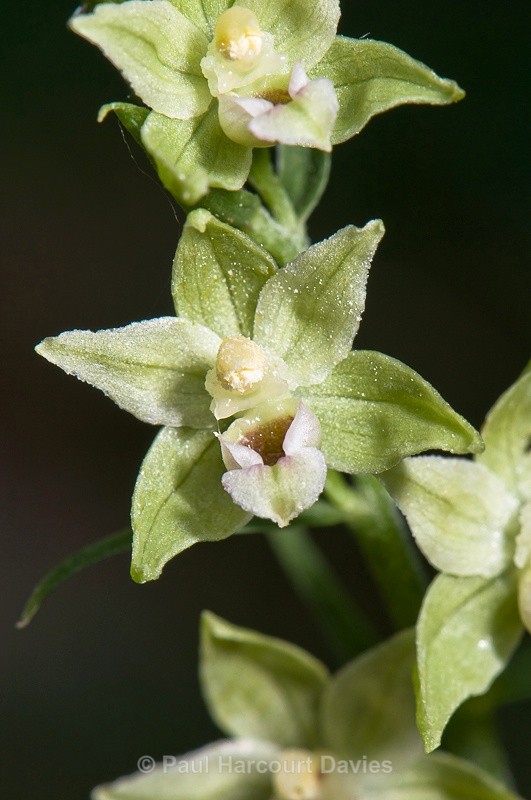  - Orchids - Various
