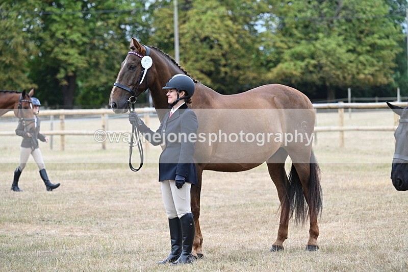 WJ7_0203 - Class 5a Most Handsome Gelding (above 14.2hh)