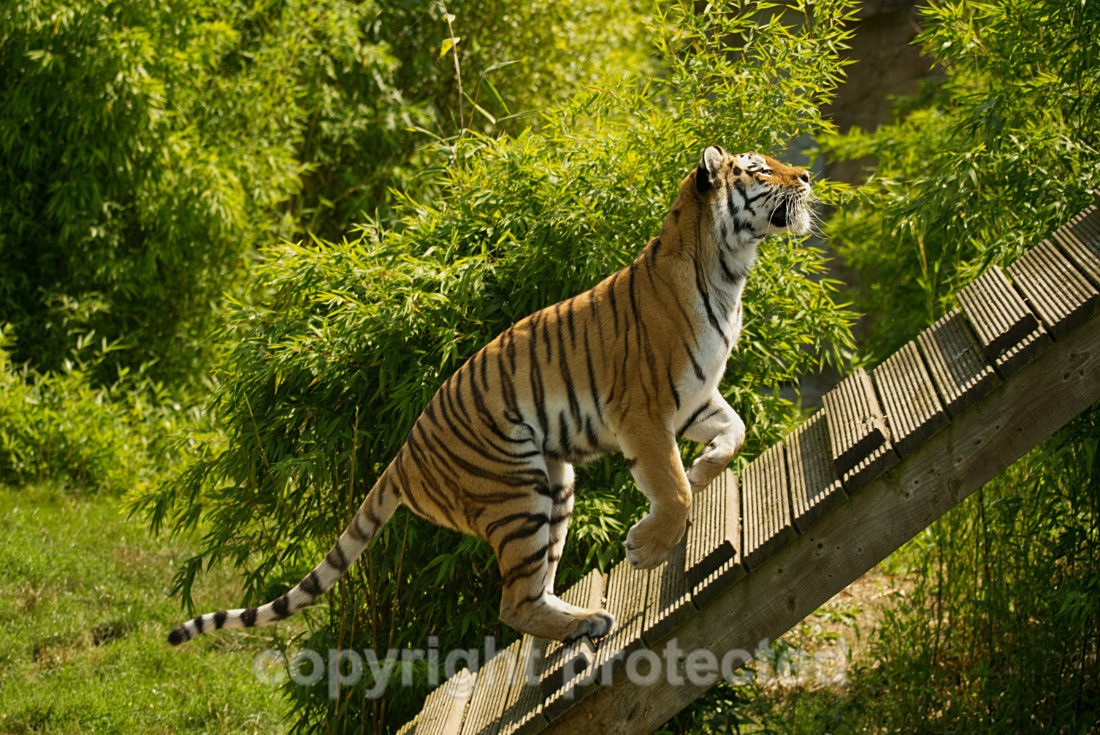 Amur Tiger - Tatana - Big Cats