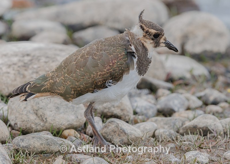 Lapwing - Latest Images