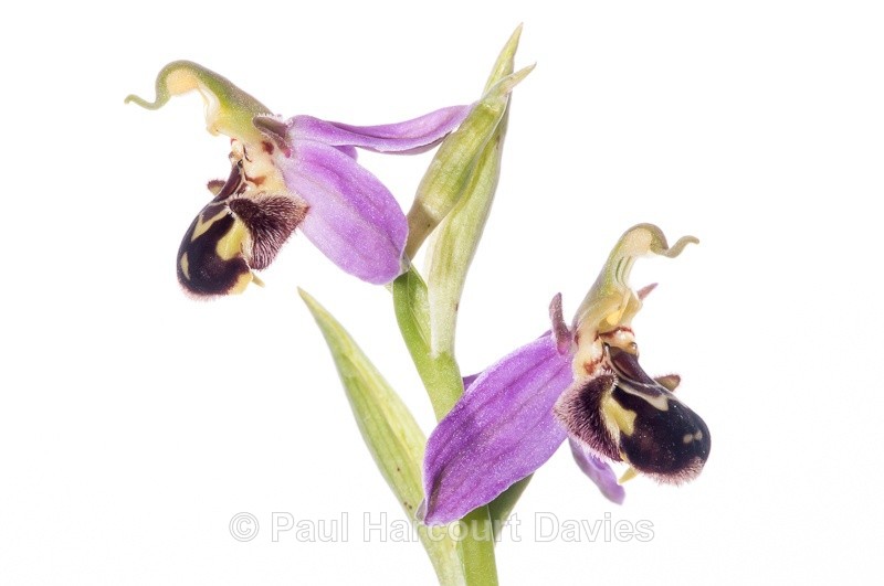  - WB: Orchids - Ophrys