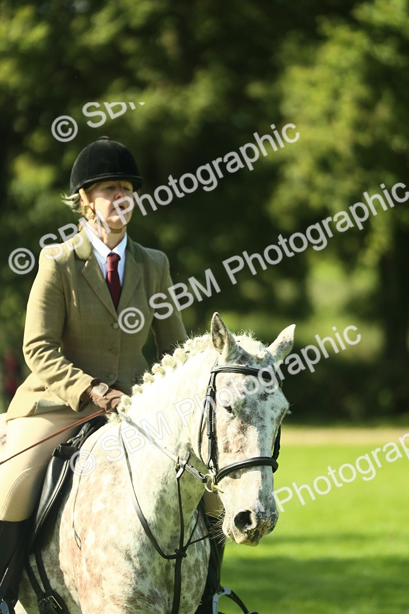SBM_39262 - S29 - Novice & Newcomers Working Hunter Pony