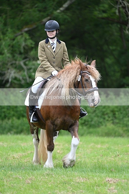 WJ7_4569 - Class 14B Prettiest Mare