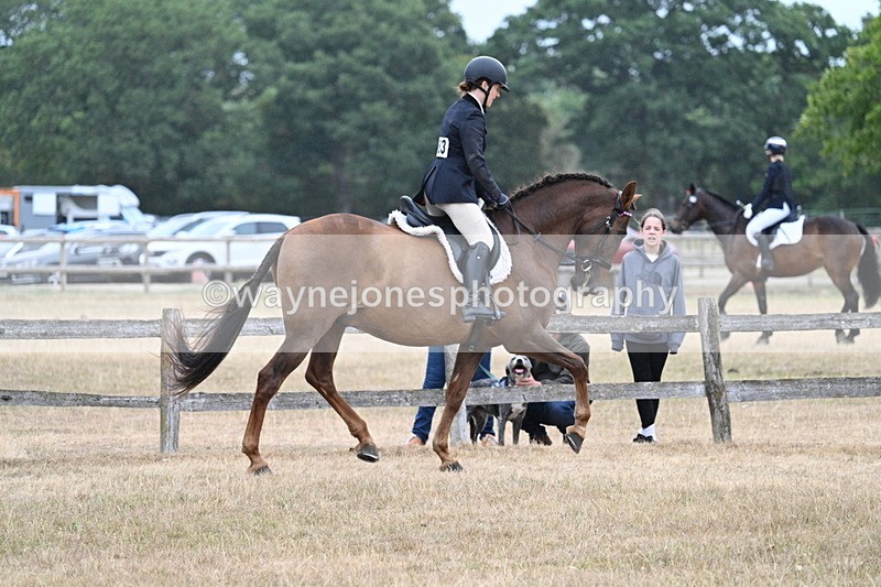 WJ7_0889 - Class 7 Riding Club Show Horse
