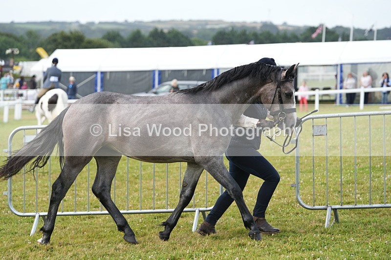 DSC04725 - Class 47: NPS M&M Yearling