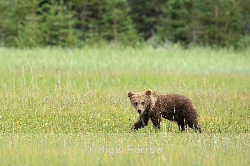 Brown Bear cub with light collar, Silver Salmon Creek, Alaska - Brown Bear