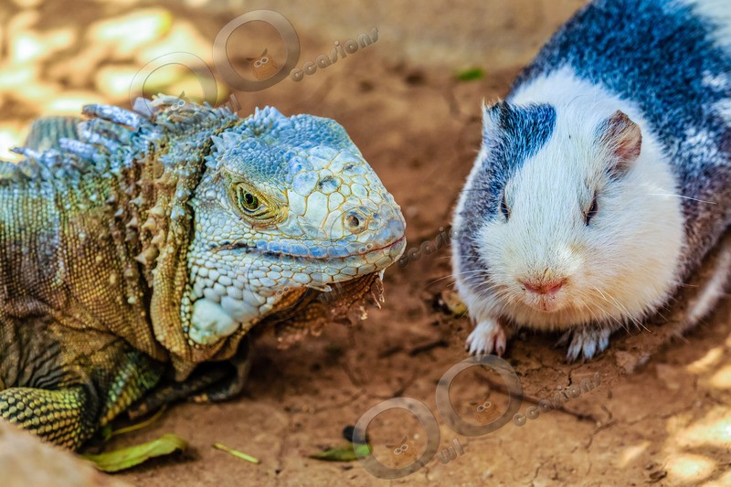 guinea pig cavia porcellus-2 - Pet Photography