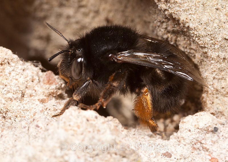 Anthophora plumipes (f) - Anthophora plumipes