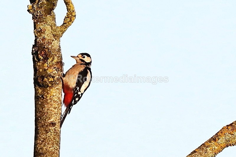  - Wildlife