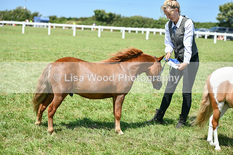 DSC_7226 - Class 61: Miniature Horse 4yrs & over
