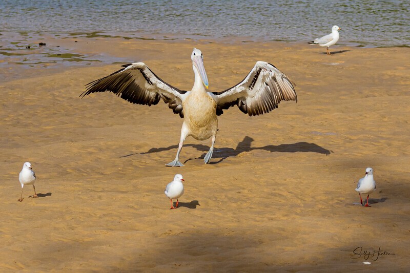 Single pelican taking off. 0A3A6347 - Pelicans