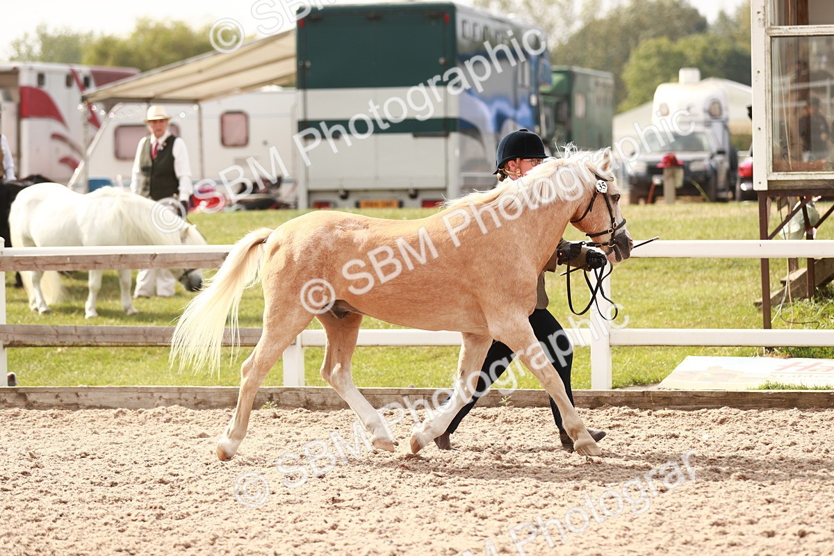SBM_11807 - Class 206 IH Non Show Type Pony
