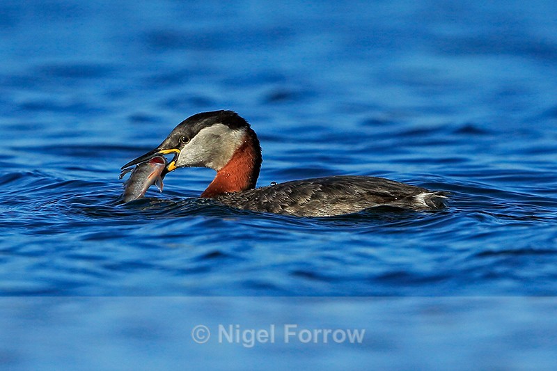 Red-necked Grebe with fish, Farmoor Reservoir - Red-necked Grebe