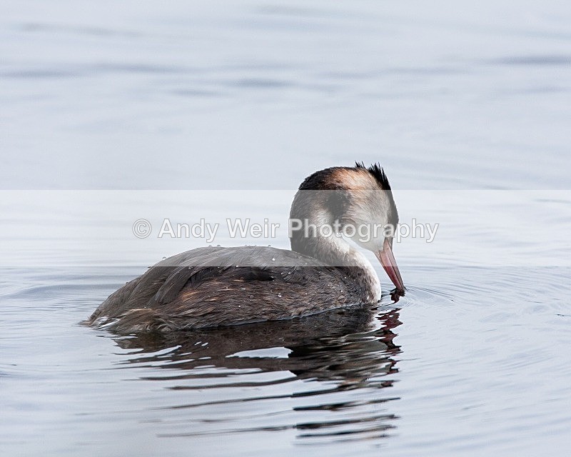 20080921-013 - Gt Crested Grebe