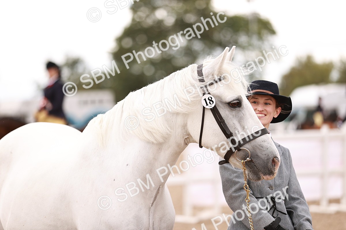 SBM_16207 - Class412 - Handsome Gelding (IH  or Ridden) Adult