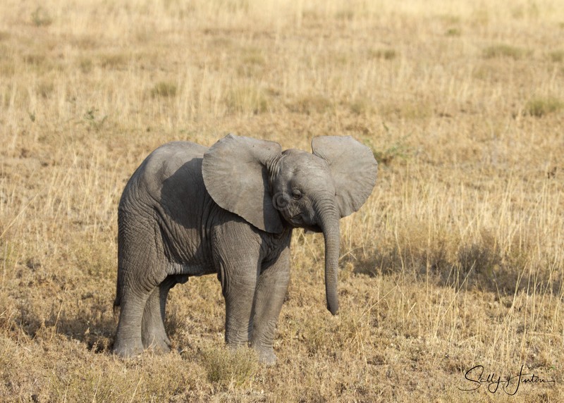 Masai Mara Elephants 7