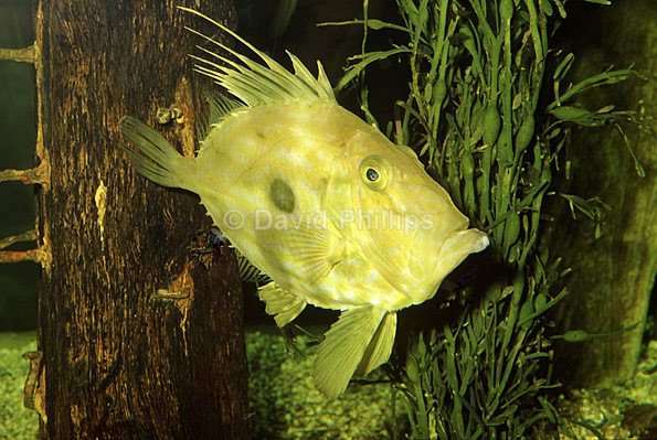 John Dory - Marine Life