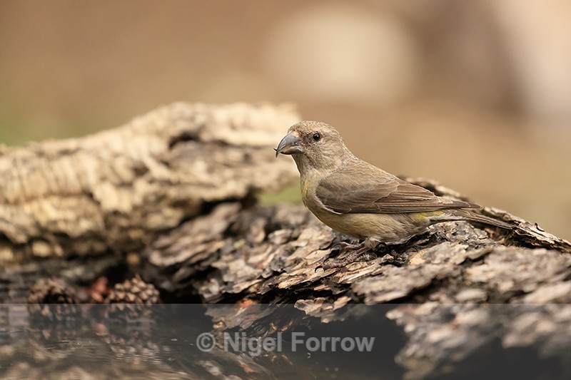 Red Crossbill (female) at drinking pool, Port del Comte, Spain - Red Crossbill
